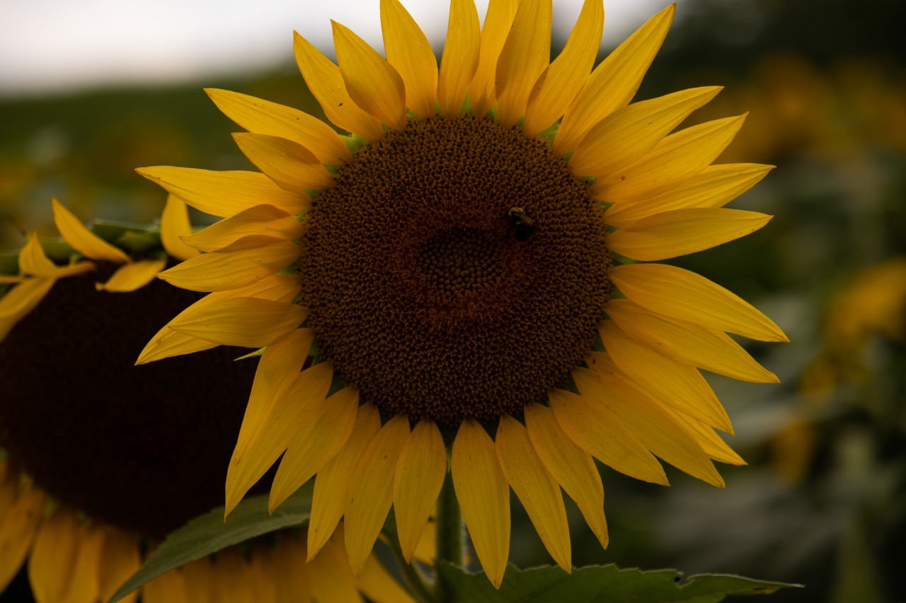 Sunflower, Sunflower Festival