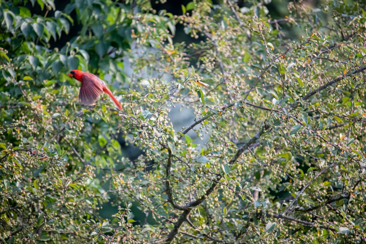 Cardinal backyard