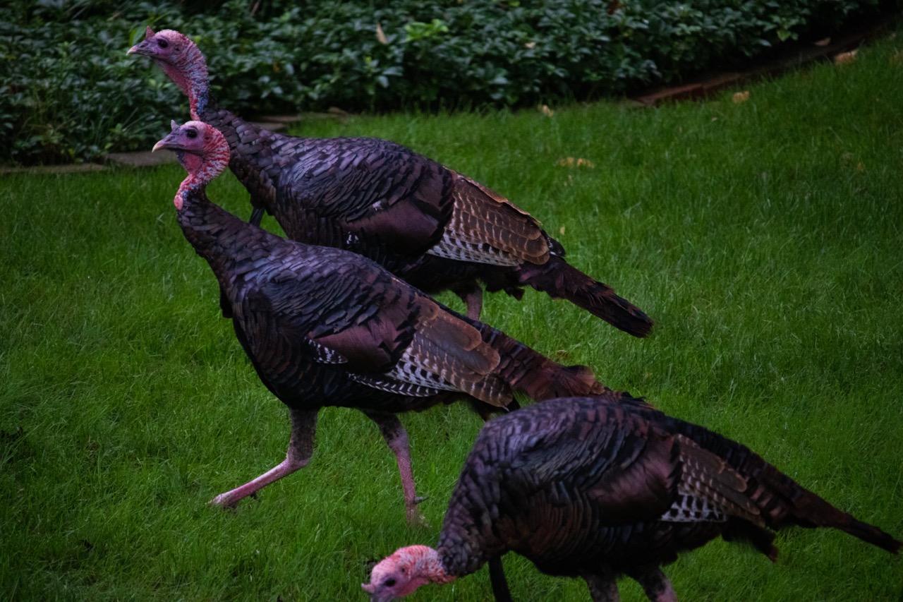 Turkeys backyard