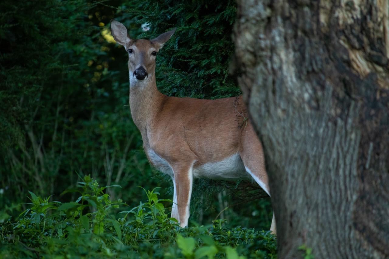 Deer backyard