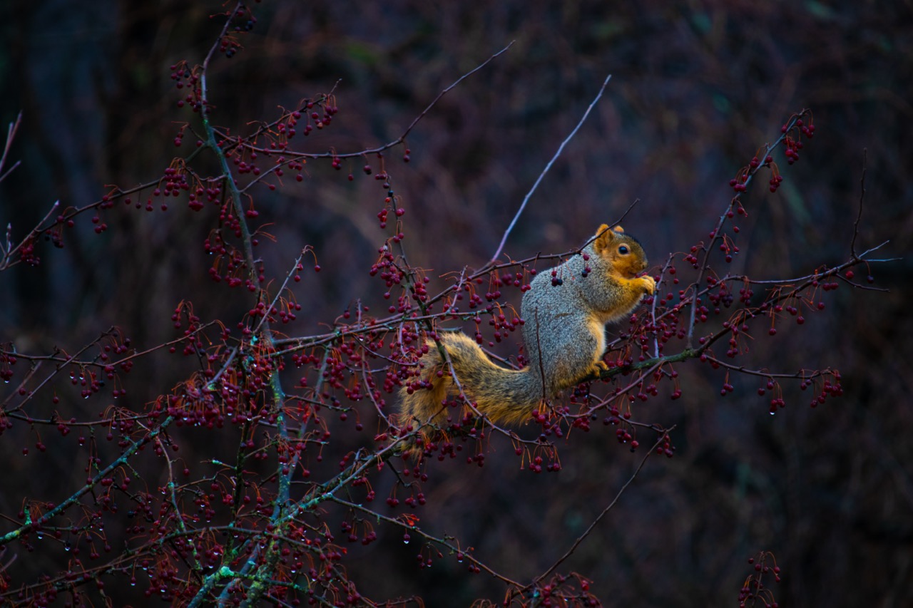 Squirrel backyard